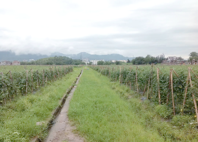 耕地種植新規(guī)落地 多類作物獲準(zhǔn)種植，樹(shù)木與藥材迎來(lái)發(fā)展機(jī)遇