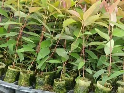 泉港涂嶺山林水源枯竭的警示 桉樹(shù)林種植與生態(tài)經(jīng)營(yíng)的反思