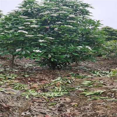 中華石楠球的種植與經(jīng)營(yíng)指南