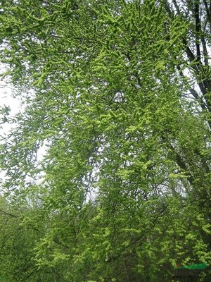 榆樹(shù)行情報(bào)價(jià)與圖片展示 種植經(jīng)營(yíng)指南