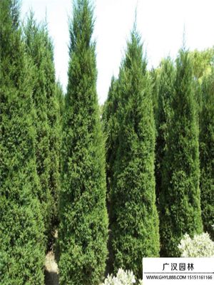 圓柏樹基地 綠色產(chǎn)業(yè)的專業(yè)化樹木種植與經(jīng)營(yíng)