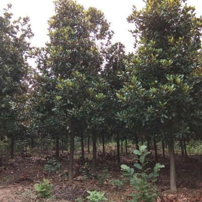 紫玉蘭樹(shù)木的種植與經(jīng)營(yíng)指南