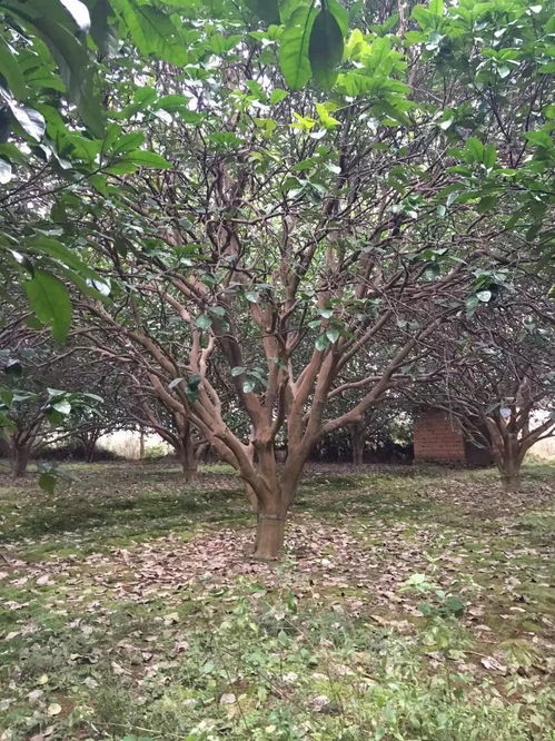 苗友苗木 目光長(zhǎng)遠(yuǎn)，樹(shù)木種植的未來(lái)可期