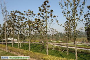 樹(shù)木栽植技術(shù)之樹(shù)木起挖技術(shù)與方法