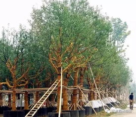 秋季樹(shù)木栽植五不宜