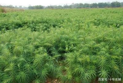 昔日‘致富樹(shù)’今成‘后悔樹(shù)’——光鮮宣傳背后的種植困境