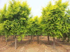 招遠市興義苗木種植專業(yè)合作社 綠色產(chǎn)業(yè)的專業(yè)踐行者