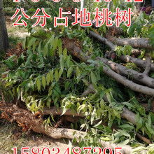 絳縣澤森苗木種植專業(yè)合作社 以專業(yè)種植助力綠色生態(tài)發(fā)展