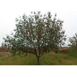 邳州市石博苗木種植專業合作社 專業樹木種植，助力生態建設與綠化發展