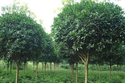 高價(jià)值樹木種植指南 選擇、策略與市場(chǎng)前景