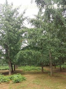 邳州市盛緣銀杏苗木種植專業(yè)合作社 熱賣促銷，優(yōu)質(zhì)銀杏苗木價(jià)格、廠家與供應(yīng)商全方位解析