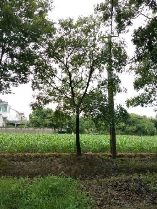 恭喜星創(chuàng)苗木種植園入駐苗木通 江蘇劉星，值得您信賴的樹木種植合作伙伴