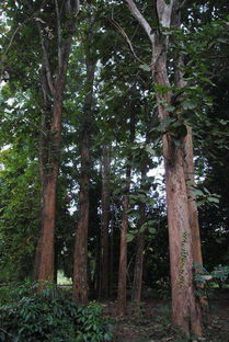 皂莢樹 扎根鄉(xiāng)土的“霸氣”衛(wèi)士