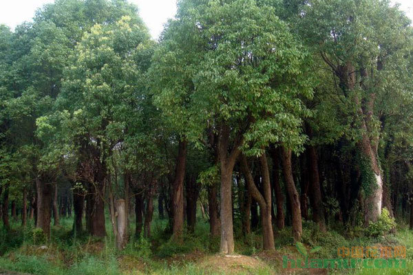 樹木移栽后長(zhǎng)勢(shì)不良的常見(jiàn)原因與綜合救治方案