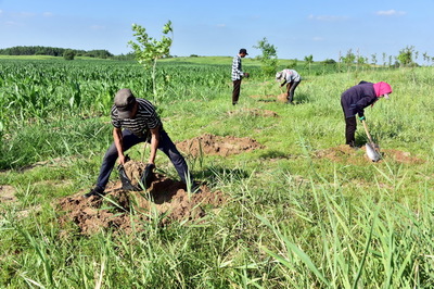 黃河流域高質量發展 中央文件聚焦生態優先，樹木種植成為關鍵一環