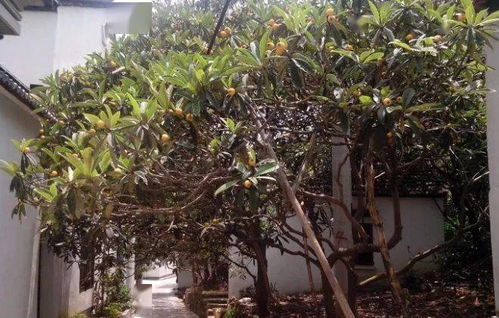 庭院綠意指南 精選花草樹(shù)木三大類(lèi)圖鑒與種植要訣