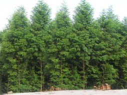 江西省九江縣廬山南林木種苗站 優(yōu)質(zhì)鄉(xiāng)土與景觀樹(shù)種全覽